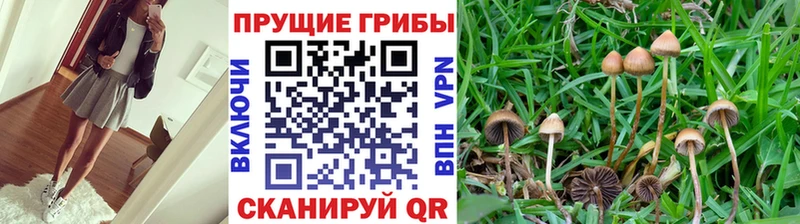 цены   Кимры  Галлюциногенные грибы мицелий 